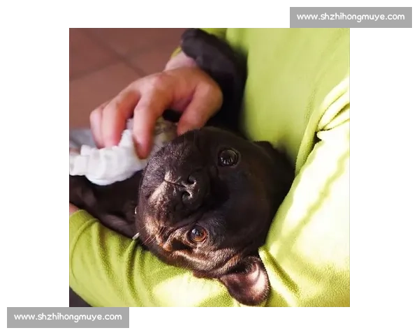 赛法斗：踢击独尊的优雅格斗艺术